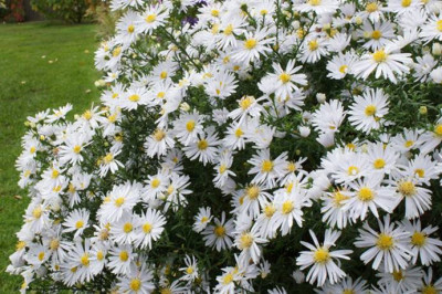 Aster_dumosus_nn.jpg