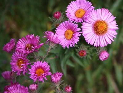 Aster-rosa-Herbstschnee_samling.jpg