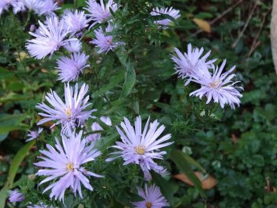 AsterDSC00070.jpg