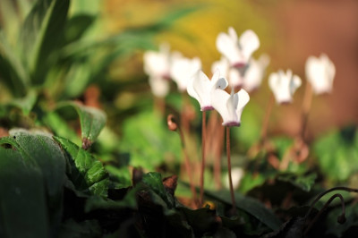 Cyclamen_hederifolium_Oktober.jpg