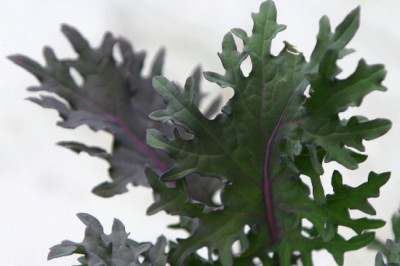 Kohl-Juni-1.jpg