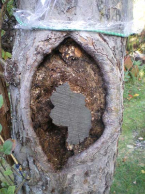 Apfelbaum_Astloch_klein.jpg