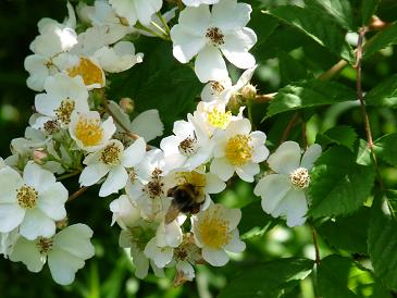 sommerbild_rose.JPG