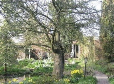 Hohler_Apfelbaum.jpg