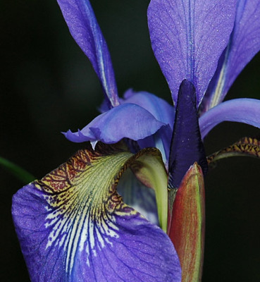 DSC_0181_Iris_2.jpg