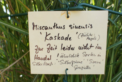 Miscanthus_sinensis.jpg