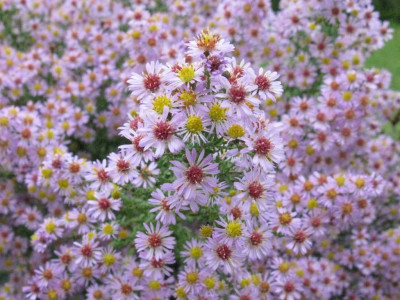 Aster_vimeneus_Lovely_1024x768.jpg