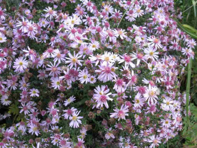 Aster_Coombe_Fishacre_2012_1024x768.jpg