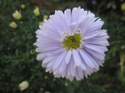 Aster_n.-b._Porzellan72941.jpg