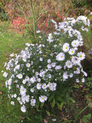 Aster_n.-b._Porzellan_73682.jpg