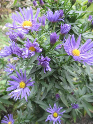 Aster_dumosus_Rapha_1_73671.jpg