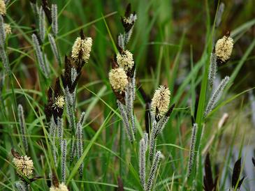 typhaceae1.JPG