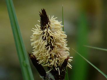 typhaceae2.JPG