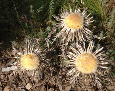 Silberdistel_900x900_80KB.jpg