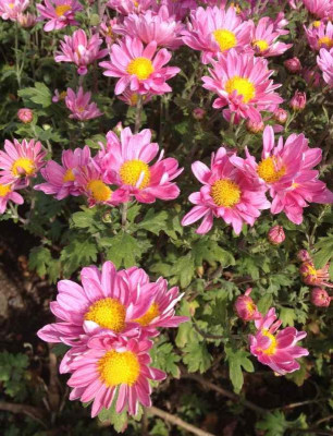 Chrysanthemum_Herbstsonate_900x900_80KB.jpg