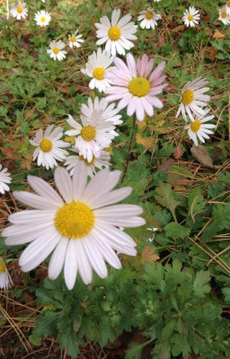 Chrysanthemum_10_2012_900x900_80KB.jpg
