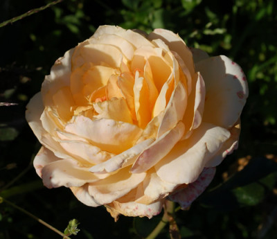 Marjolaine_12__2990.jpg