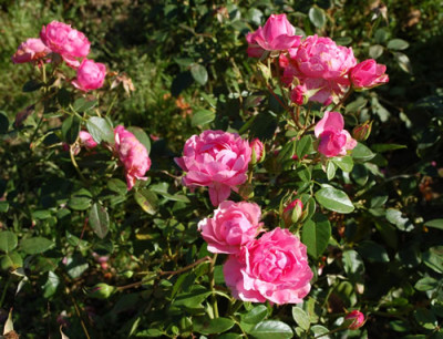 Giliane_12__2996.jpg