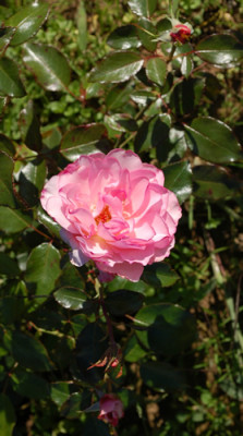 Manureva_12__2988.jpg