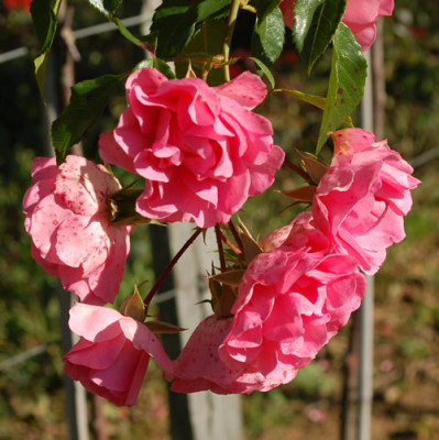 S_2_12__2974.jpg