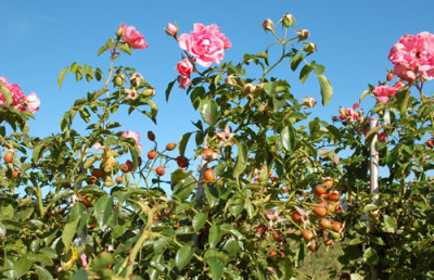 S_3_12__2975.jpg