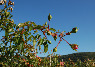 S_4_12__2976.jpg
