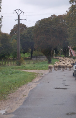 Schafherde_12__3013.jpg