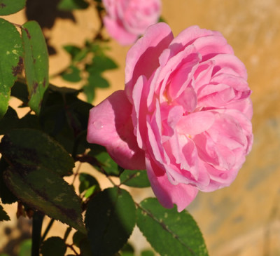 Rose_12__3176.jpg