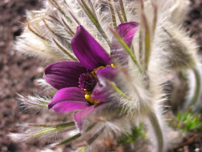 Pulsatilla_F.jpg