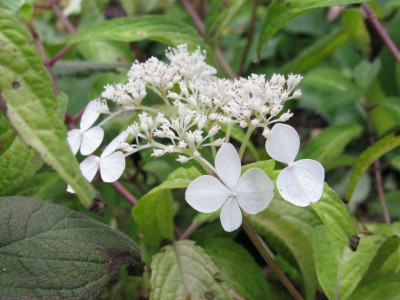 Hydrangea_scandens_1024x768.jpg