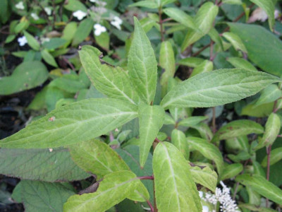 Hydrangea_scandens_Austrieb_1024x768.jpg
