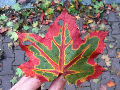 herbst_20121014_zg.jpg