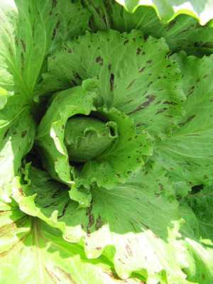 Radicchio_121014.jpg