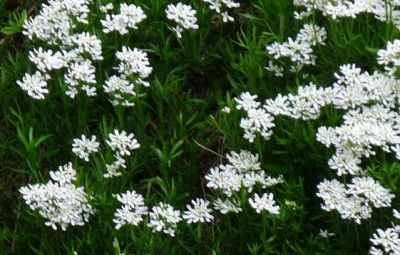 Lobularia1.JPG