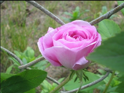 Rose_noname.jpg