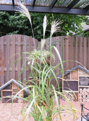 Miscanthus_Habitus_1024x768.jpg