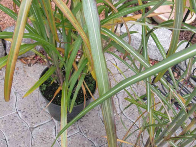 Miscanthus_Laub_1024x768.jpg