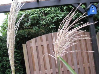 Miscanthus_Bluten_1024x768.jpg
