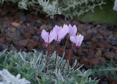 Cyclamen_cilicium001.JPG