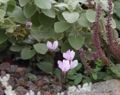 Cyclamen_cilicium115.JPG