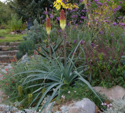 Kniphofia_OB084.JPG