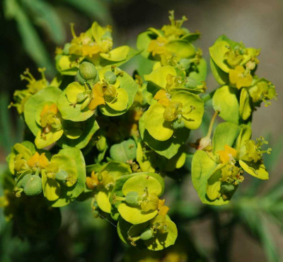 Euphorbia_X_31-05-05.jpg