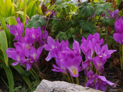 Colchicum_RW054.JPG