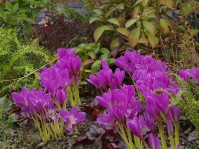 Colchicum_JR011.JPG
