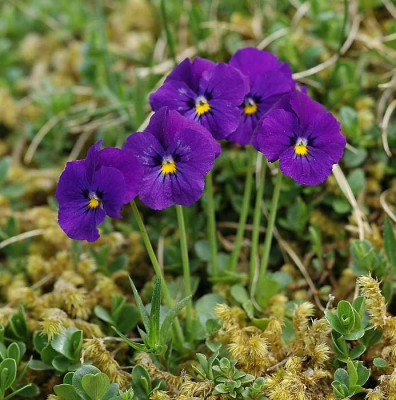 Viola_X_31-05-05.jpg