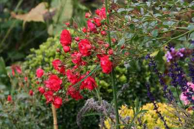 Rose_Gartnerfreude0312.jpg