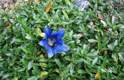 Gentiana_acaulis..__16.10.12._007.jpg