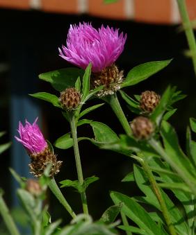 Flockenblume1.JPG