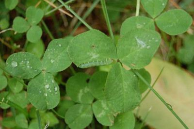 Suchbild_7656.JPG