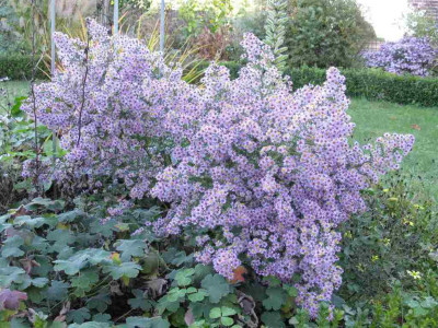 Aster_vimeneus_Lovely_ganze_Pflanze_1024x768.jpg